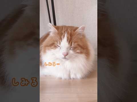 ネギを切ってたら、巻き添えくらった猫 猫 cat マンチカン なんちゃん サムネイル