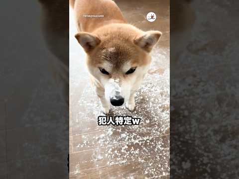 片栗粉ぶち撒けられた😂｜PECO サムネイル