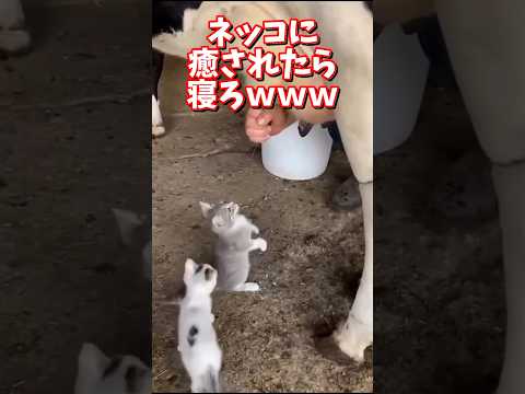 ネッコの動画で癒されたら寝ろｗｗｗ　2ch  動物  猫 癒やし ねこ動画 サムネイル