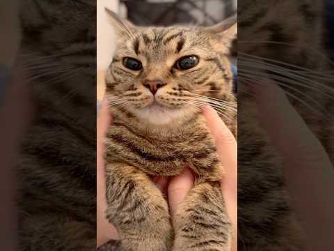 もふもふ猫、鳴き声が可愛すぎて優勝!! cat 猫 サムネイル