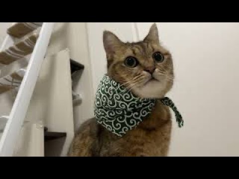 たまに家から食べ物がなくなる原因が判明しました… サムネイル