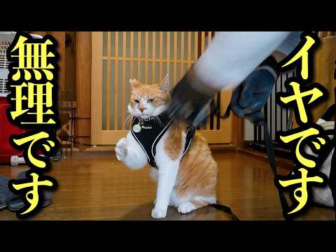 父との散歩だけは嫌な猫 サムネイル