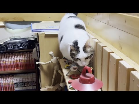 息子の部屋のプチ改造が気になる猫 サムネイル