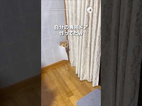 自分の専用ドア作ってたw｜PECO サムネイル