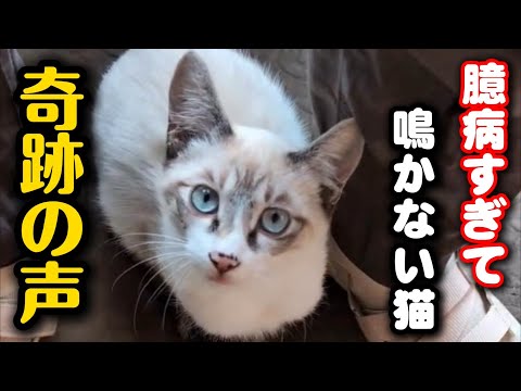 全く鳴かなかった子猫の奇跡の声を聞いてください サムネイル