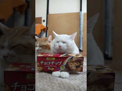 フルタ製菓　チョコチップクッキー　260504　 cat のせ猫 cute　 しろねこ 猫のいる暮らし チョコチップク…