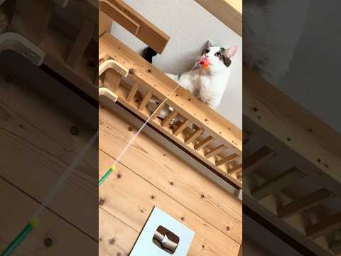 高所から相棒を助ける豆大福