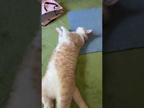 ミルクティーカラーと鍵シッポの三太です✨ cat shorts 球太 サムネイル