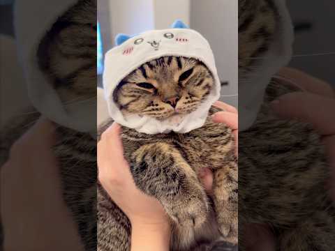 ちいかわ猫が可愛すぎて発狂する飼主...!! cat 猫 サムネイル