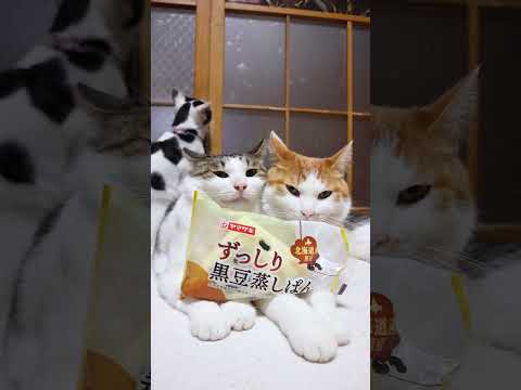 ずっしり黒豆蒸しぱん　260526　 cat のせ猫 kitty ずっしり 子ネコ cute ずっしり黒豆蒸しぱん ネ… サムネイル
