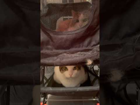 そこに乗る発送なかったわぁ〜 サムネイル