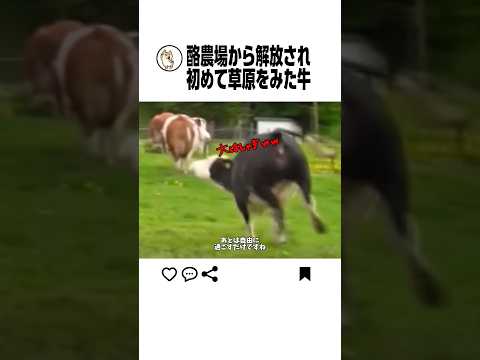 初めて草原を見た牛の反応www サムネイル