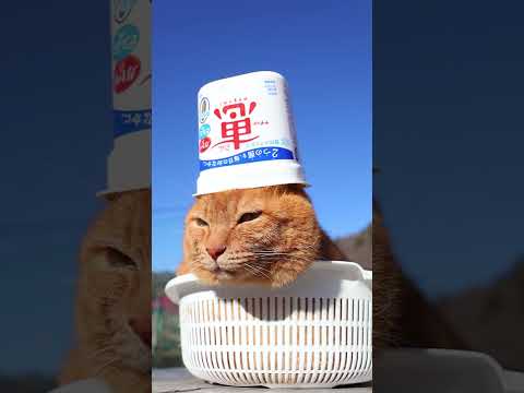 ナチュレ 恵 megumi　260320　のせ猫　 cat　 cute　 kitten　 cutecat　 kitty… サムネイル