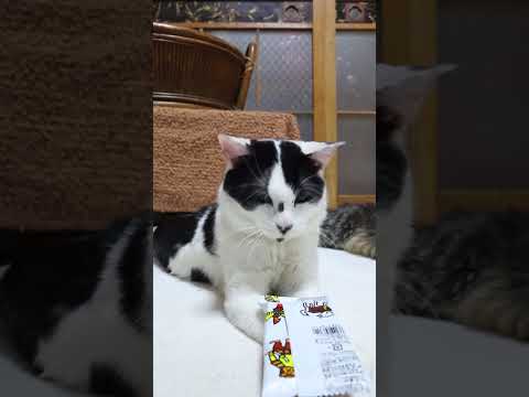 菓道 餅太郎　260509　 cat のせ猫 cute　 餅太郎 kitty ネコ　 cutecat 菓道 白黒猫　 猫 サムネイル