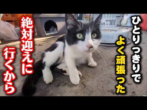 厳しい冬をひとり乗り越えた母猫を必ず迎えに行きます