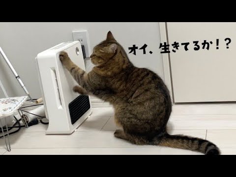 寒がりネコが消えたヒーターをカリカリして蘇生させる動画 サムネイル