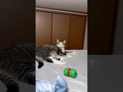 寝てたのに サムネイル