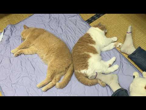 猛暑日、冷感マットを敷いたらこうなってました