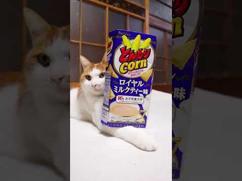 とんがりコーン　ロイヤルミルクティー味　260131　のせ猫　 cat cute ねこ　 猫のいる暮らし cuteca… サムネイル