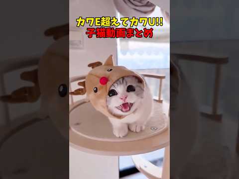 かわE超えてかわU!! 猫 cat cats cute