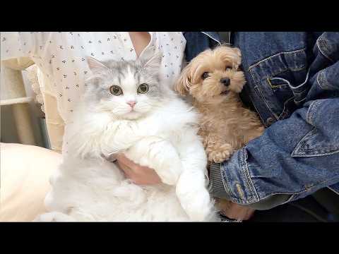 半年ぶりに再会した子猫が巨大化していたときの犬の反応がまさかのこうなった…笑 サムネイル