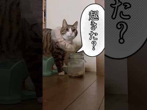 ねぇ球太！ちゃんと朝起こしてね！ cats shorts 球太 サムネイル