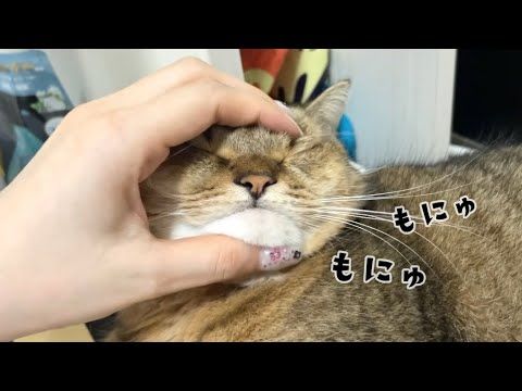 まんまるでもふもふな丸顔猫の顔面をマッサージしてみたら…