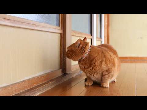 麦茶入場　260219 サムネイル