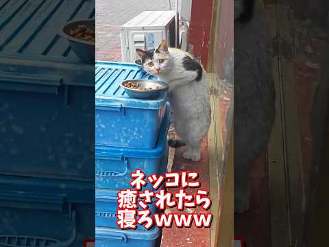 ネッコの動画で癒されたら寝ろｗｗｗ　2ch  動物  猫 癒やし ねこ動画 サムネイル