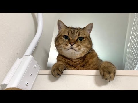 ママとの休日を実は嬉しそうに過ごす猫がこちらです。 サムネイル