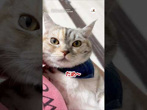 自分から抱っこされにきたのに🤷‍♀️｜PECO @laugh-again910 サムネイル