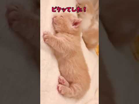か、かわいい…！猫が隙間に入り込んでるwww