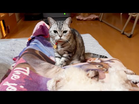 私を差し置いてパパに甘えるなんて... サムネイル