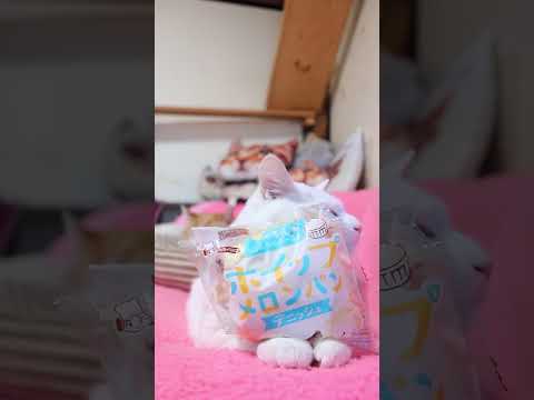 北海道マスカルポーネの ホイップメロンパン 　260512　 cat 三毛猫 cute　 ホイップメロンパン ねこ ネ…