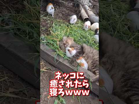 ネッコの動画で癒されたら寝ろｗｗｗ　2ch  動物  猫 癒やし ねこ動画 サムネイル