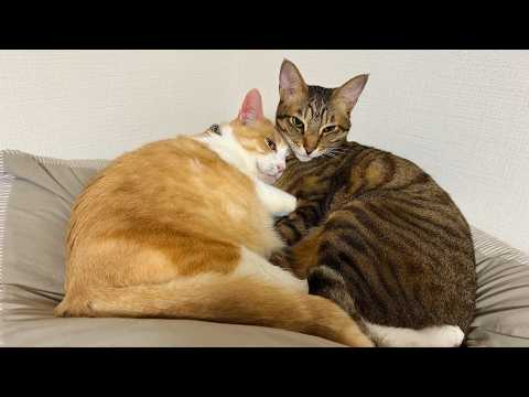 【🐈＜生放送】猫たちをとにかく寝かしつけたいんです。【オフ会告知アリ】 サムネイル