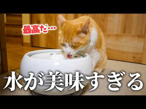 3度の飯より水が好きなロビンに最高のプレゼントを贈ります。 サムネイル