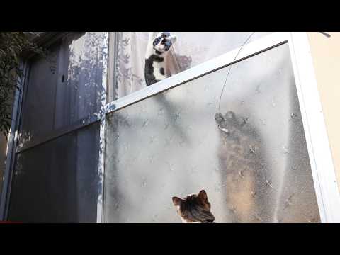家の中と外で遊ぶ猫たち　260416 サムネイル