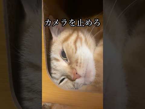 カメラを止めろ ねこ 昼寝 見るな cat アメショ うめ サムネイル