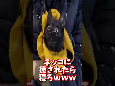 話題のネッコ動画で心癒される瞬間を体験！ サムネイル