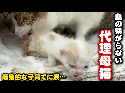育児放棄された子猫を必死に育てるママ猫の姿