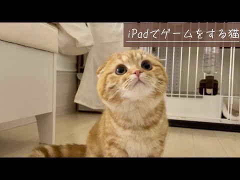 iPadでゲームをする猫【スコティッシュフォールド】