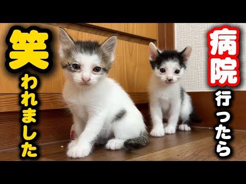 パッツン前髪兄弟猫が病院で笑われました