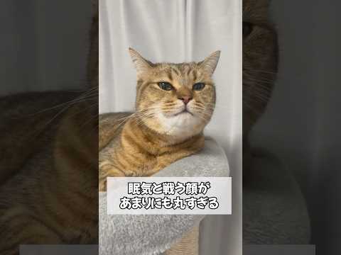 眠気と戦う猫を撮影したら予想外の出来事が… サムネイル