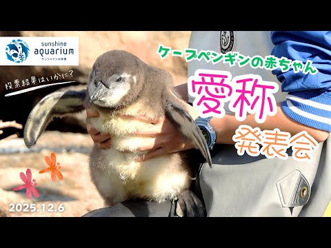 【ケープペンギン】ケープペンギンの赤ちゃん愛称発表会の様子2025【サンシャイン水族館】 サムネイル