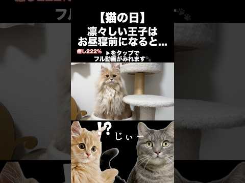 いつも凛々しい王子が赤ちゃんになりました👶 shorts 猫 サイべリアン サムネイル