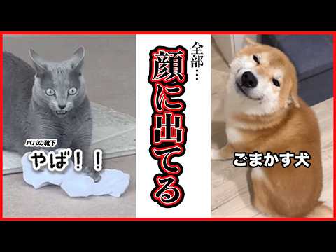 【全部、顔に出てる】それでも愛おしい🥹💕｜PECO