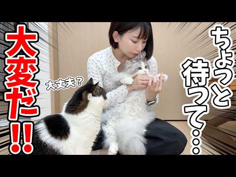 お手入れしていたら子猫の足が大変なことになっているのに気づきました…涙 サムネイル