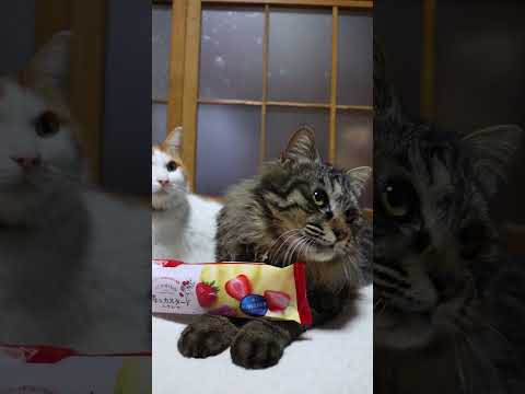 苺＆カスタードエクレア　260331　のせ猫　 cat　 cute 猫のいる暮らし　 ねこ　 ネコ　 猫　猫のいる生活… サムネイル