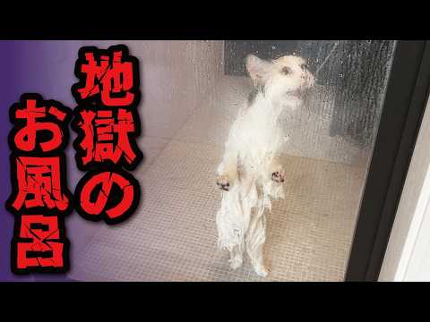 だれか助けてぇぇえぇえええええええええええええええ！！！！！！！ サムネイル